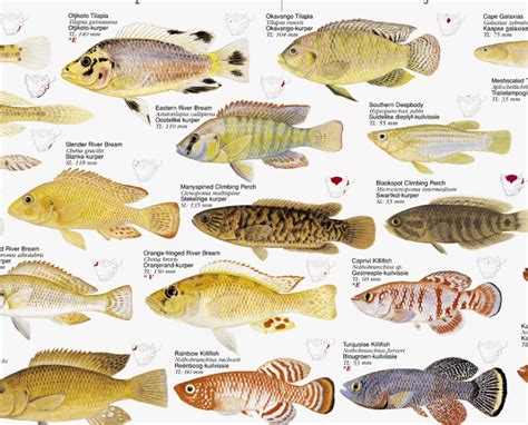 A Comprehensive List of African Fish Species .